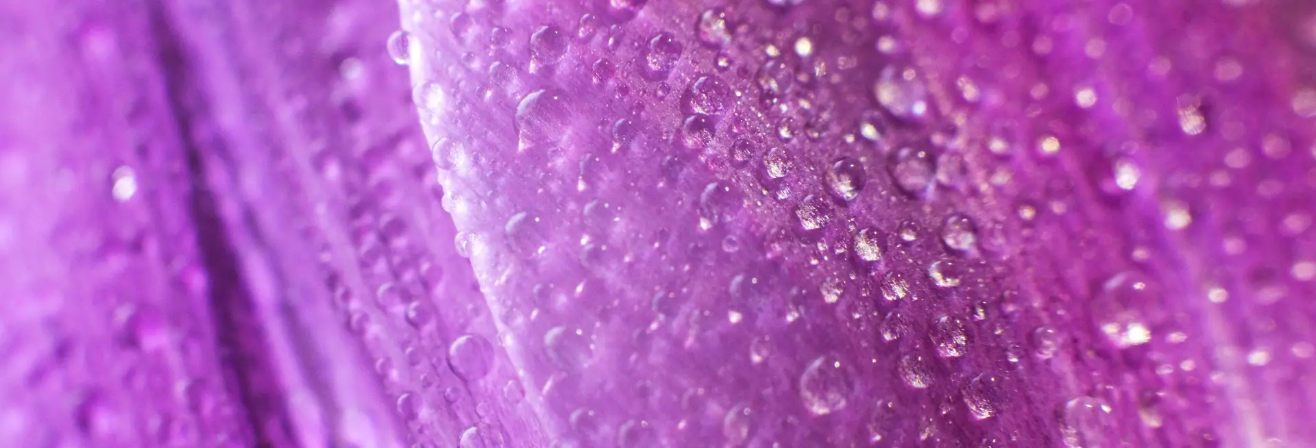 Patchouli, Lavender & Vanilla scent