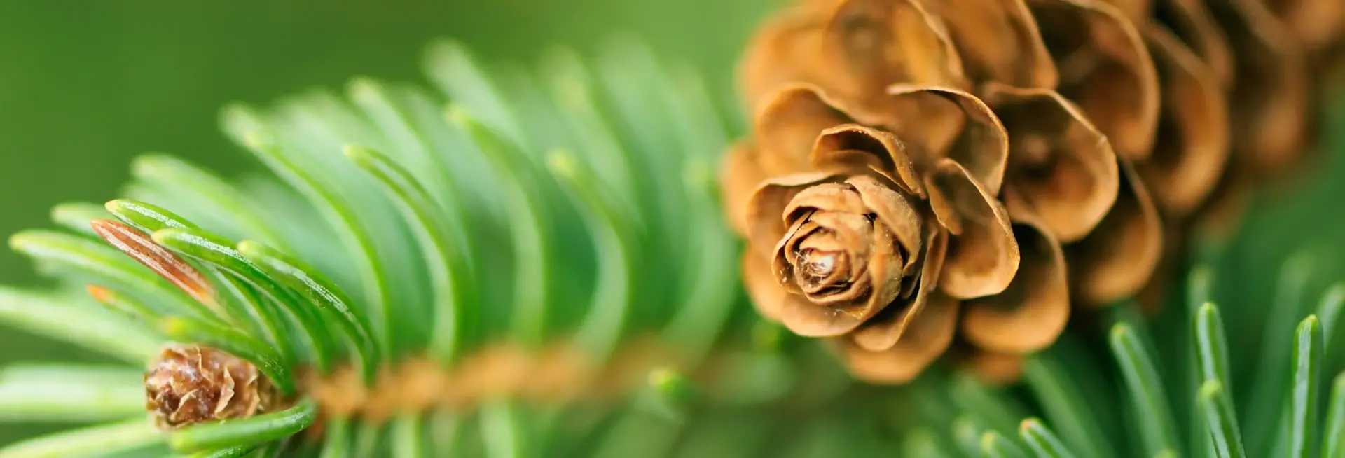 Pine scent
