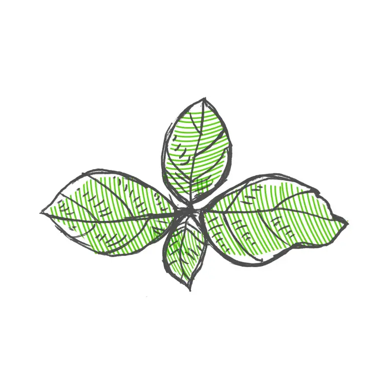piramida mirisa