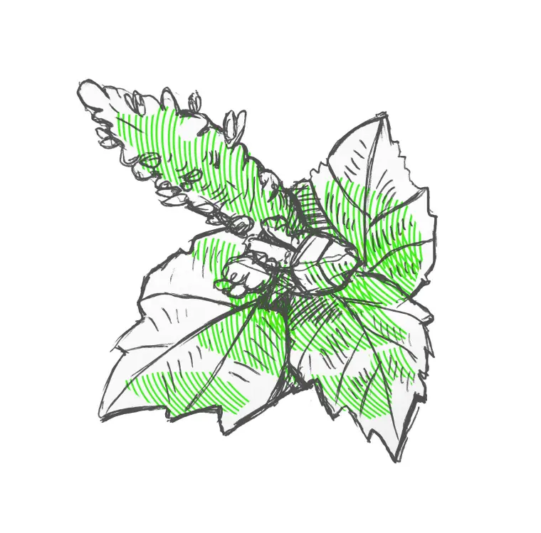 piramida mirisa