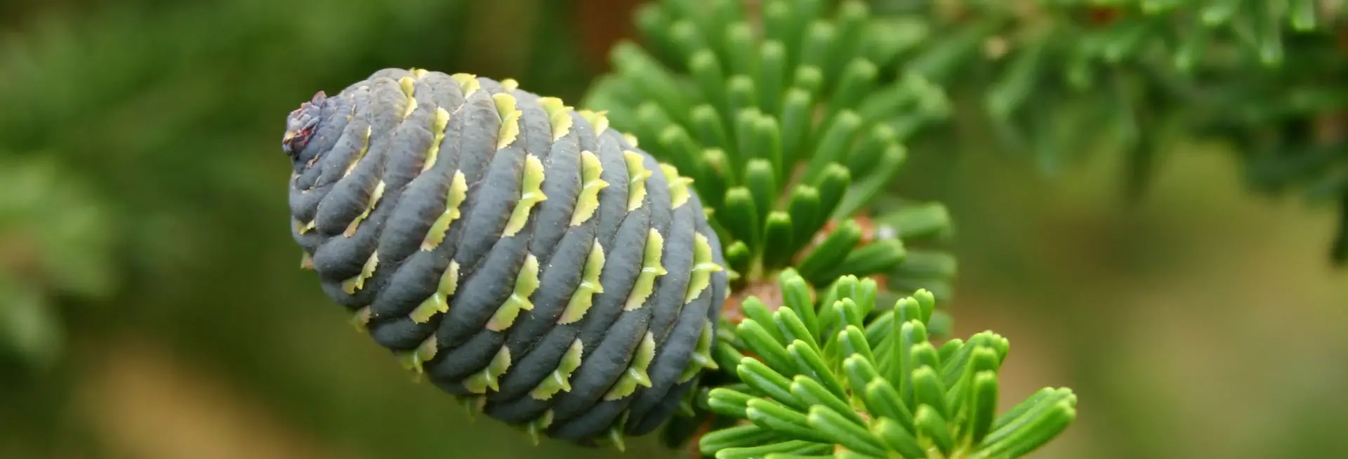 cedar scent
