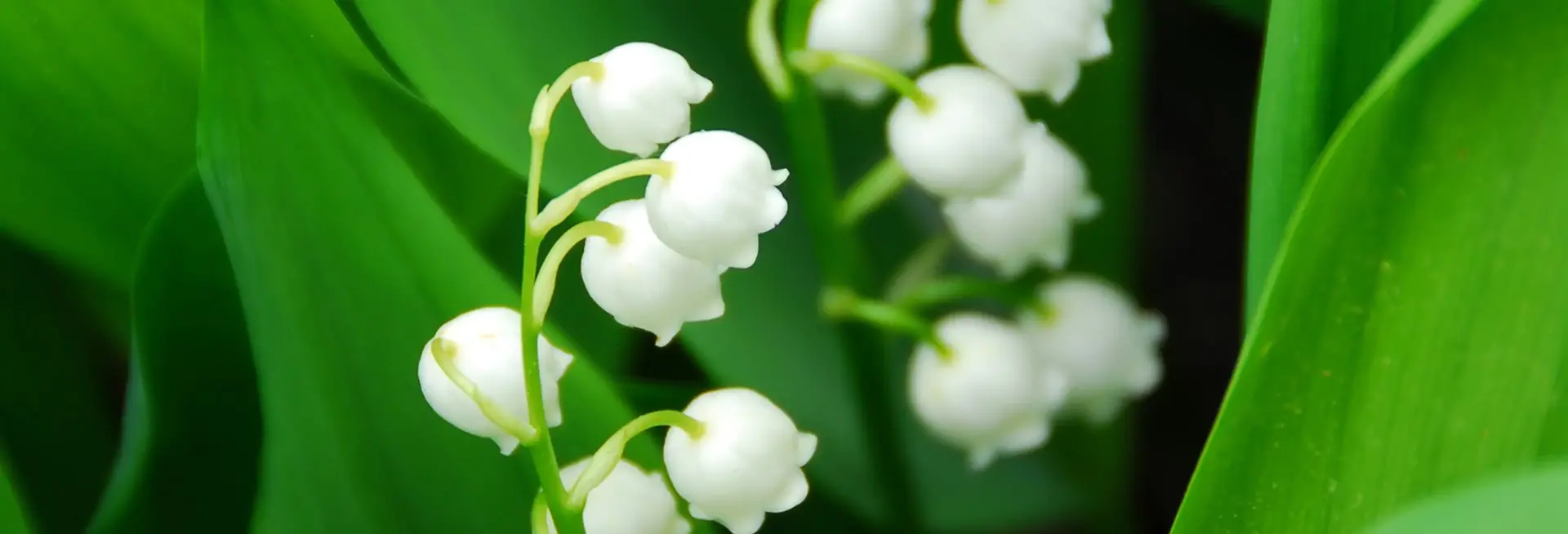Lily of the Valley